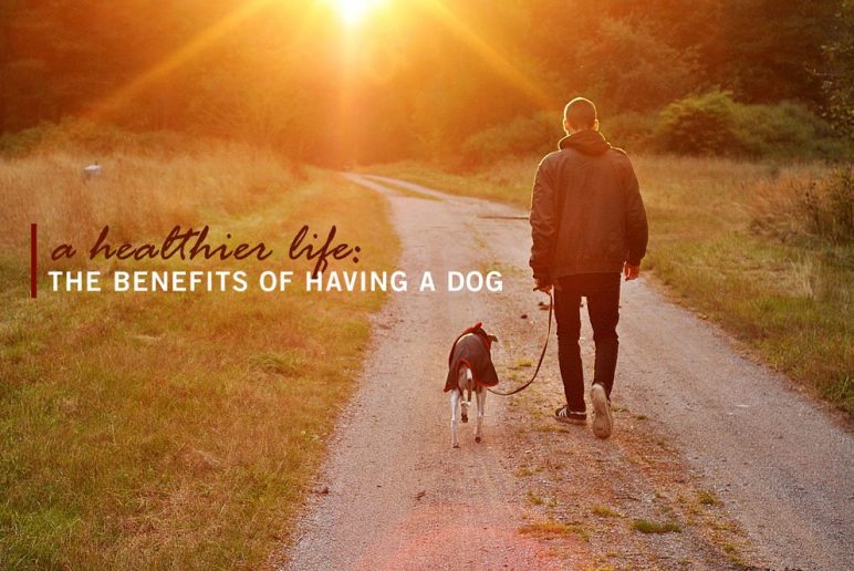 A Healthier Life: The Benefits of Having a Dog